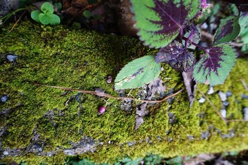 Beautiful Bright Green moss grown up cover the rough stones and on the floor in the forest.