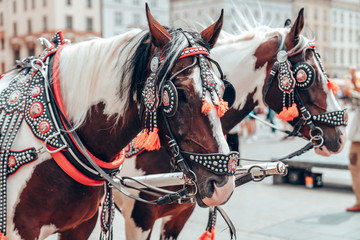 Two beautiful horses in a national harness in the old city center