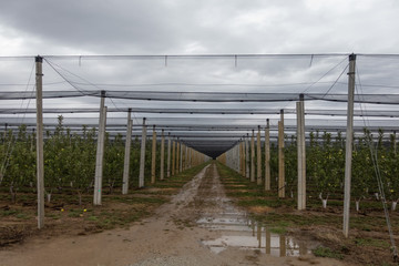 Fototapeta na wymiar large-scale apple farm