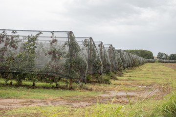 red and green apple farm with anti-hail mesh