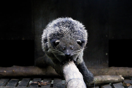 Black bearcat in zoo