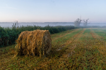 Poranek w Dolinie Narwi, Podlasie, Polska © podlaski49