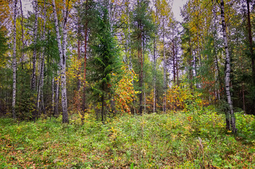 Fototapeta premium Autumn forest landscape. Autumn forest landscape on a sunny day.