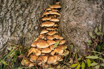 Fungus in a Tree