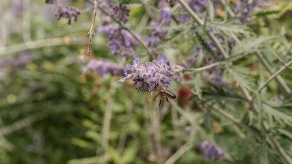 fleur violette et abeille 