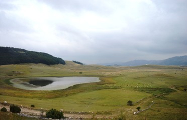 Fototapeta na wymiar a large flock of sheep by the lake