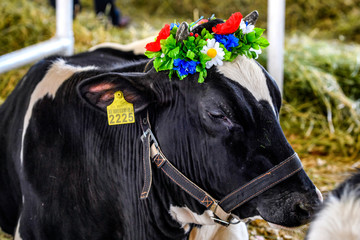 Thoroughbred breeding cows on the farm. Ukraine. 2017