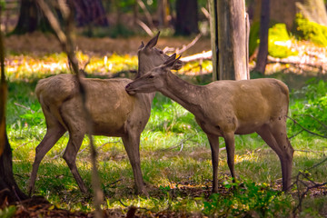 Rothirsche in der Natur im Wald