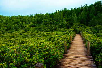 Fototapeta na wymiar A wooden bridge in Seashore forest in Thailand.