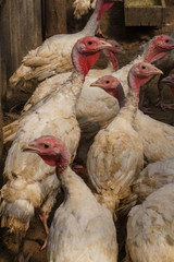 A flock of white domestic turkeys on an ecological farm, walks in a corral for birds.
