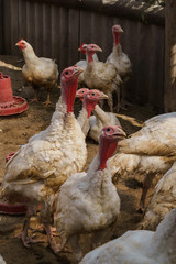 A flock of white domestic turkeys on an ecological farm, walks in a corral for birds.
