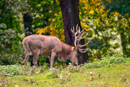 Rothirsche in der Natur im Wald