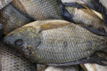 fresh fish on ice or tilapia fish on market