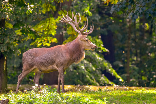 Rothirsche in der Natur im Wald