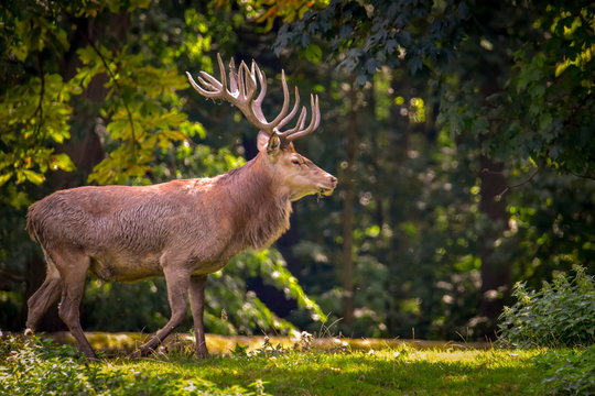 Rothirsche in der Natur im Wald