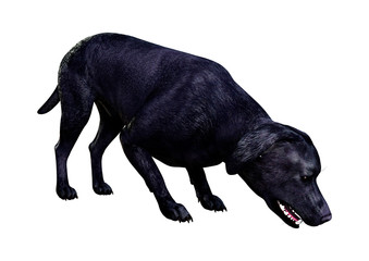 Obraz premium 3D Rendering Labrador Dog on White