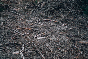 Gloomy forest. Photo background dark forest, branches on the ground.