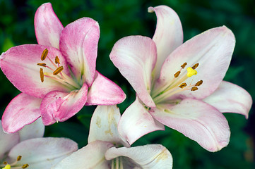 Fototapeta na wymiar Pink lilies in the garden.
