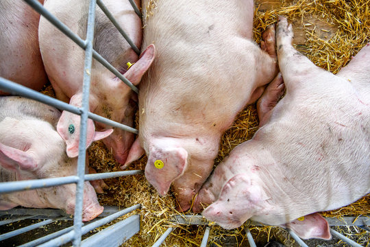 Pigs are sleeping in a barn on a farm. Ukraine. 2017