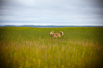 Naklejka na ściany i meble Happy dog runs across the field. Dog in the green grass. Landscape with a happy dog in nature.