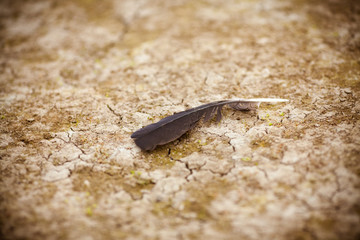 Feather of a bird in the desert. Drought concept. Feather of a bird on the sand in the empty, photo background.
