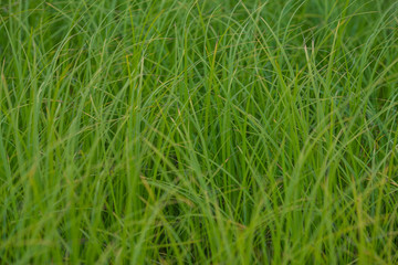 Green grass. Bright green grass close-up. Photo background with green grass. Weed texture