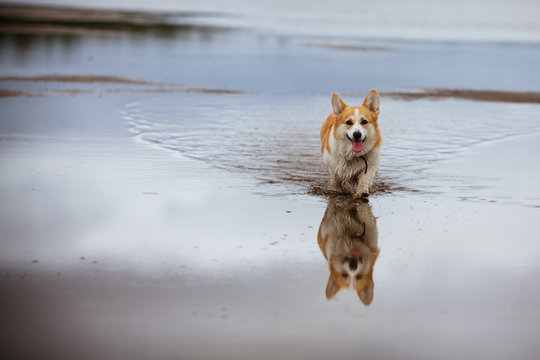 Welsh Corgi Pembroke on the beach. Corgi Pembroke in the reflection of water. Photo background with corgi dog