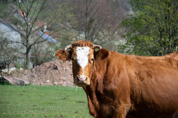 portrait of a cow
