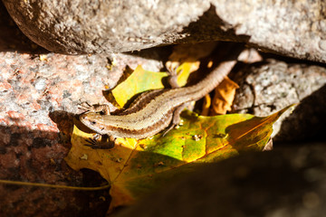 Little lizard. Beautiful lizard on a stone. Lizard close-up, reptile resting on a stone on a sunny day