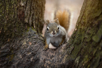 Red Squirrel