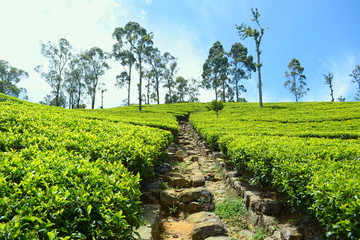 Fototapeta na wymiar Fresh green tea plantations on sunny day in Sri Lanka.