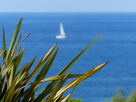 volier blanc - Corse