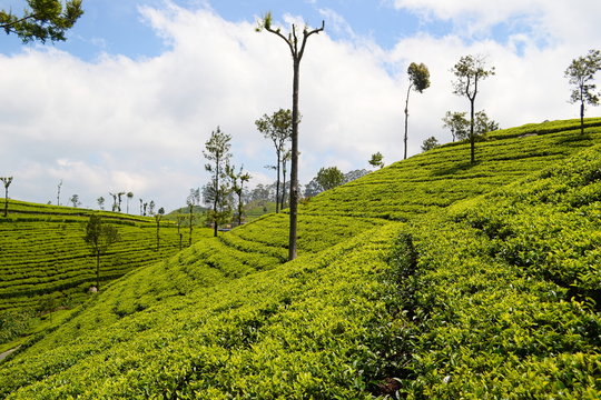 Green plantation of Ceylon tea. Bright terraced fields of tea plants near Haputale. Sri Lanka
