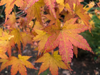 Naklejka na ściany i meble Close up of multi-colored autumn leaves