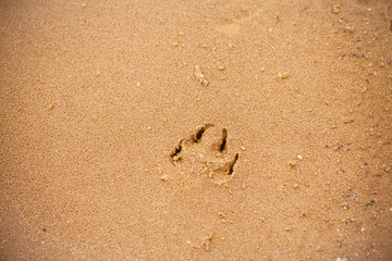 Animal footprint. Dog trail on the beach. Beach holidays with a dog. Photo background concept for tourism, beach holidays and vacations.