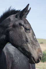 Portrait of a black horse in profile. Beautiful head line. Depth of field, details, closeup.