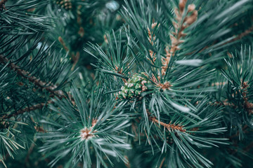 Beautiful pine. Pine branch with cones. Photo background for new year and christmas. Christmas card with pine and cones.