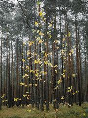 autumn in the fores