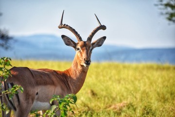 antelope in field