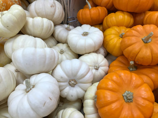 Full screen close up of small white and orange pumpkins