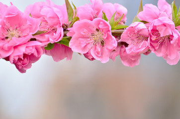 pink hana peach blossoms, prunus persica