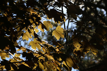 blick durch die Bäume in den Himmel