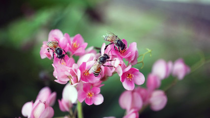 Honey bees eating nectar of Mexican creeper