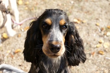 Cocker spaniel