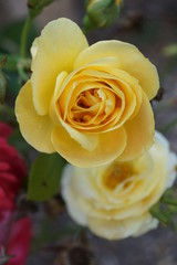 yellow rose on a black background