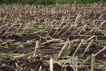 ein mais feld nach der ernte in Norddeutschland