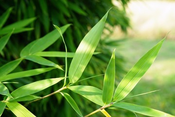 closeup of green bambus leaf
