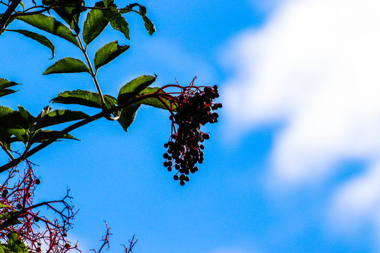 Holunderbeere im blauen Himmel