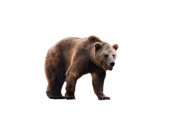 Brown bear (Ursus arctos) isolated on white background