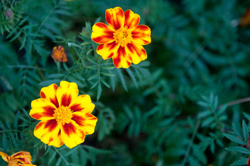 Fototapeta premium flowers in garden